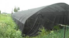 蔬菜種植培育基地三