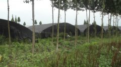 蔬菜種植培育基地四