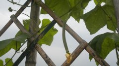 蔬菜種植培育基地十