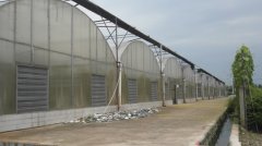 蔬菜種植培育基地十一