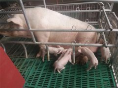 特色養(yǎng)殖基地(豬)三