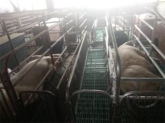 特色養(yǎng)殖基地(豬)一