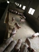 特色養(yǎng)殖基地(豬)八