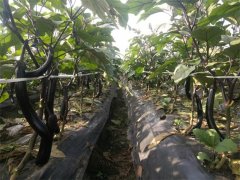 蔬菜種植基地二十二