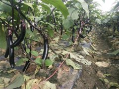 蔬菜種植基地三十一